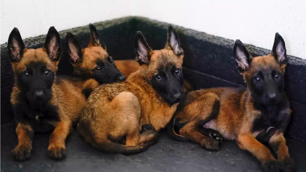 Mexico's rescue and drug-sniffing dogs start out at the army's puppy kindergarten