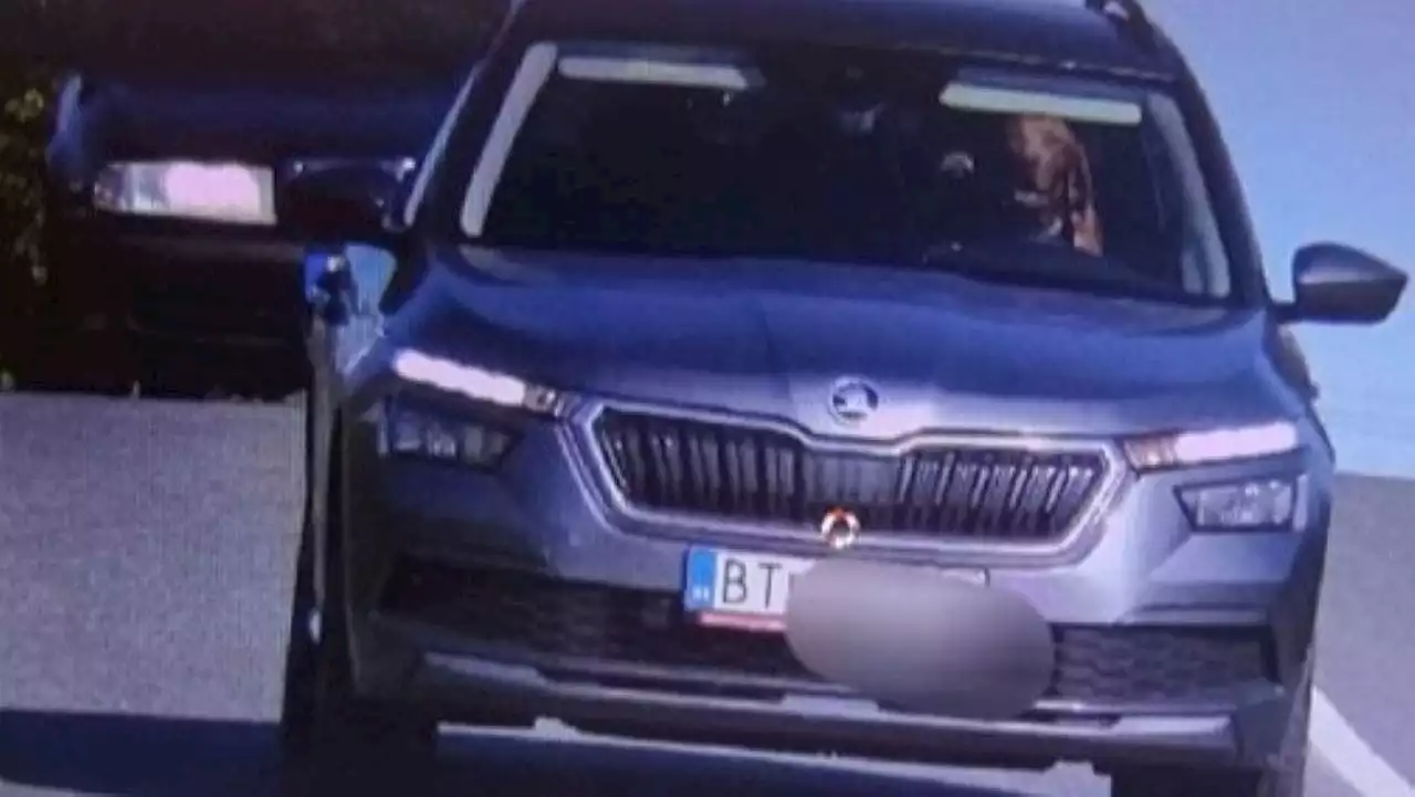 Police catch dog behind the wheel of a moving vehicle: 'Irresponsible'