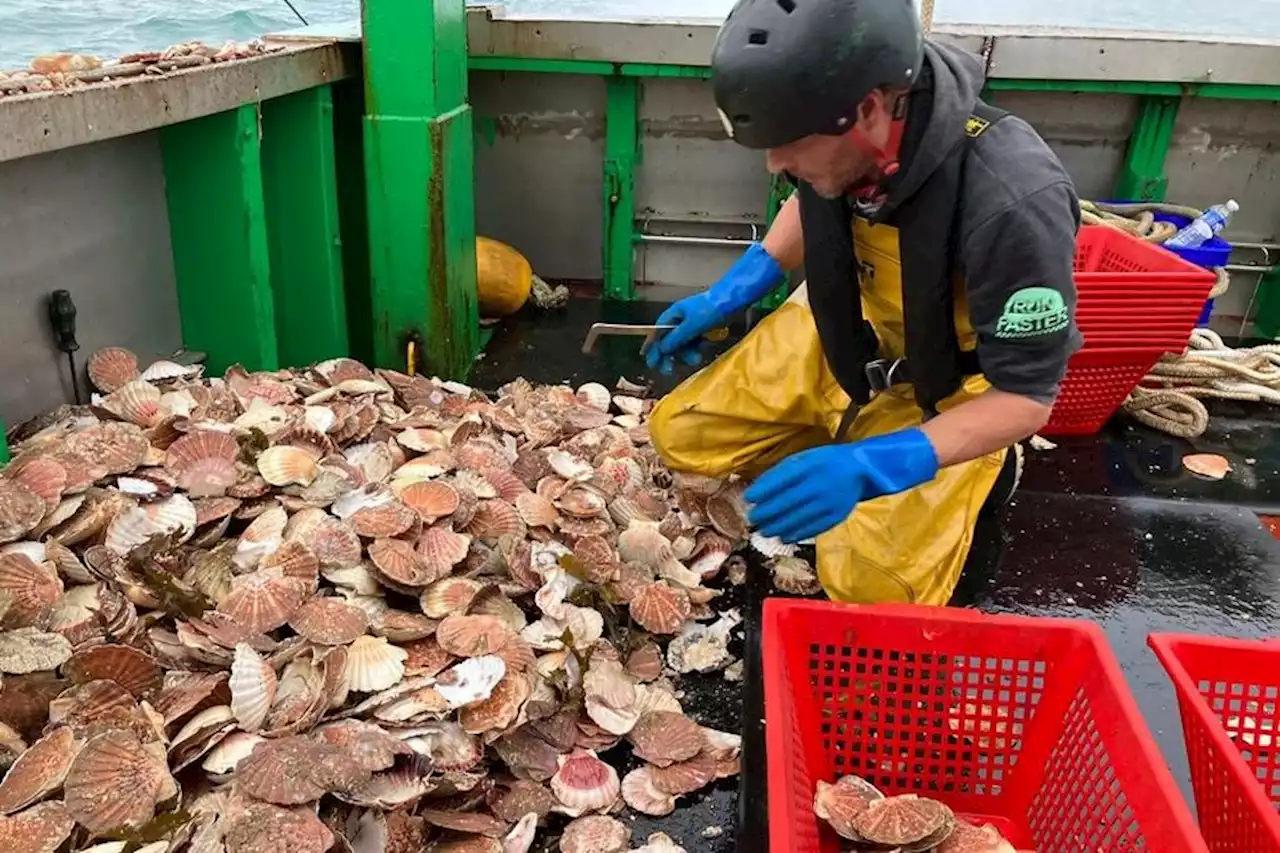 Coquille Saint-Jacques. La pêche en baie de Saint-Brieuc est ouverte... entre espoirs et inquiétudes