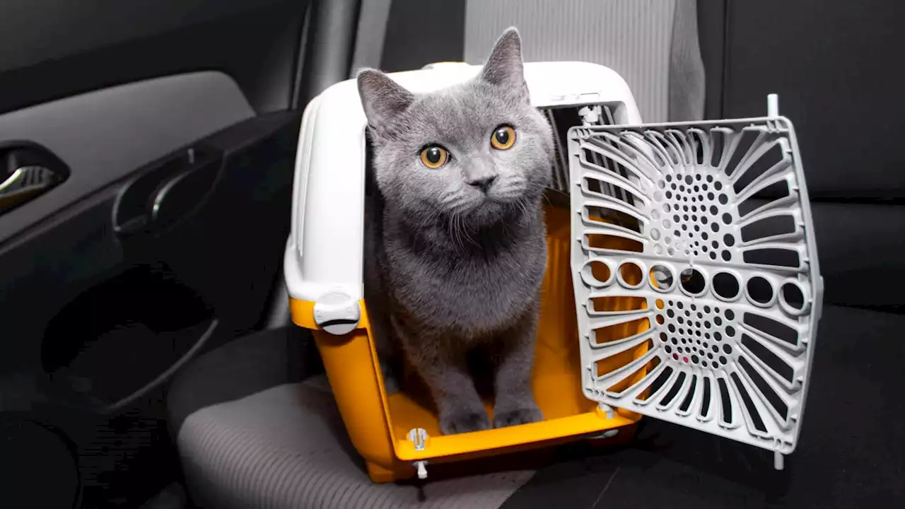 Tux the Cat Found After Lyft Driver Sped Off With Her