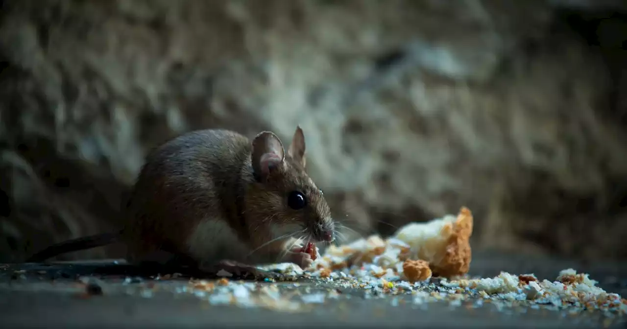 Shoppers praise Amazon's 'game-changing' natural mouse repellent