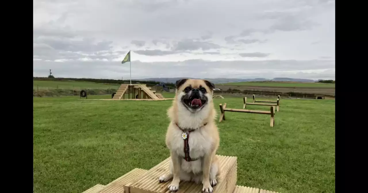 We tried the huge new Glasgow dog park and our pup had a ball