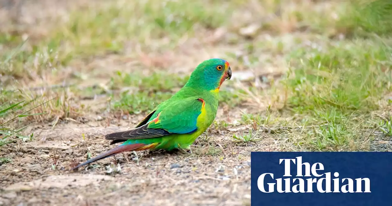 ‘Watching extinction in real time’: conservationists losing hope for Australia’s swift parrot if logging continues