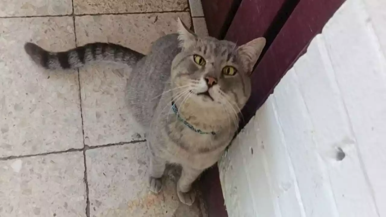 Exigen justicia para 'Pachón', gatito brutalmente asesinado por trabajador de Cetis 54