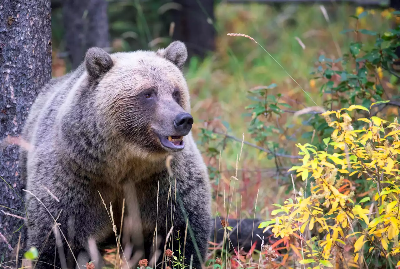 Couple Dead In Apparent Grizzly Bear Attack In Canada's Banff National Park