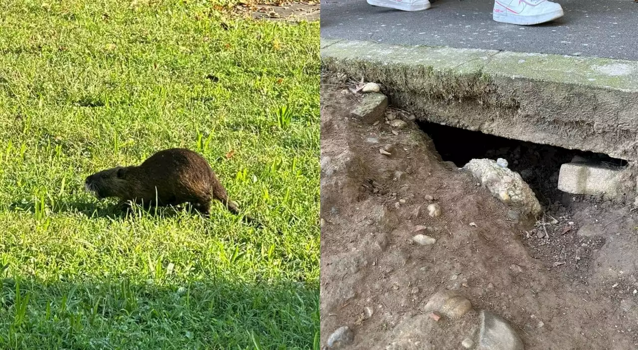 Nutrie invadono scuola, genitori esasperati: «Portiamo i nostri figli in classe tra gli escrementi»