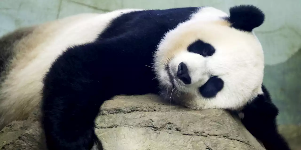 La 'diplomazia del panda' sta per finire?