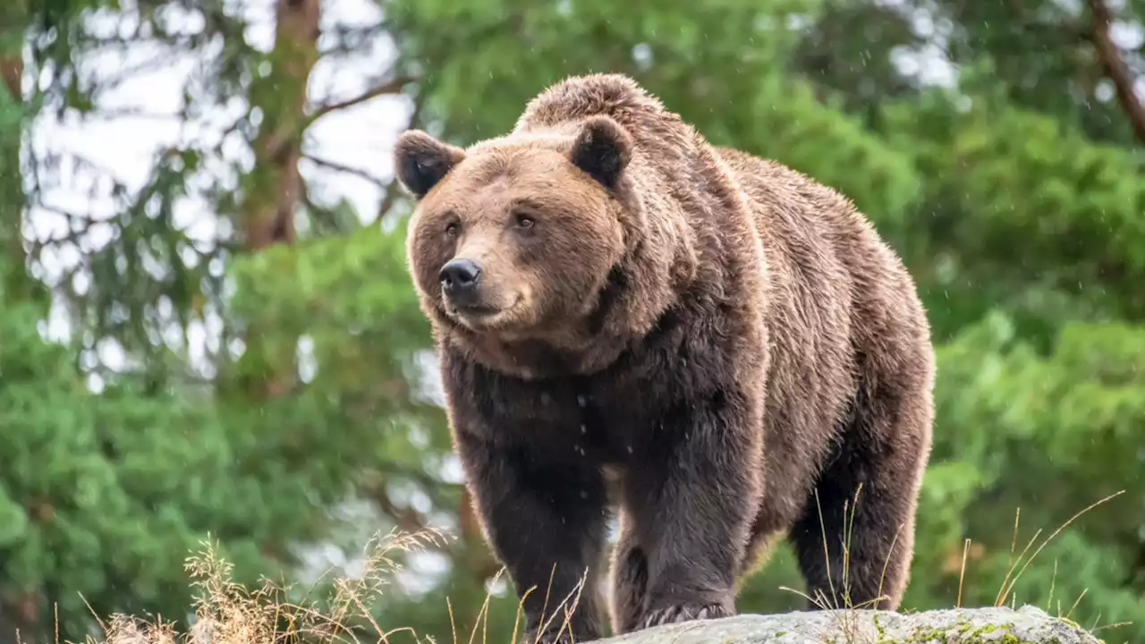 Japan deploys scary robot wolves to ward off wild bears