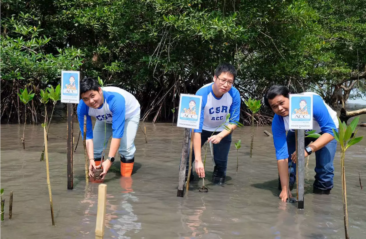 Jaga Lingkungan di Pesisir Batam, ACC Tanam 1.000 Pohon Mangrove