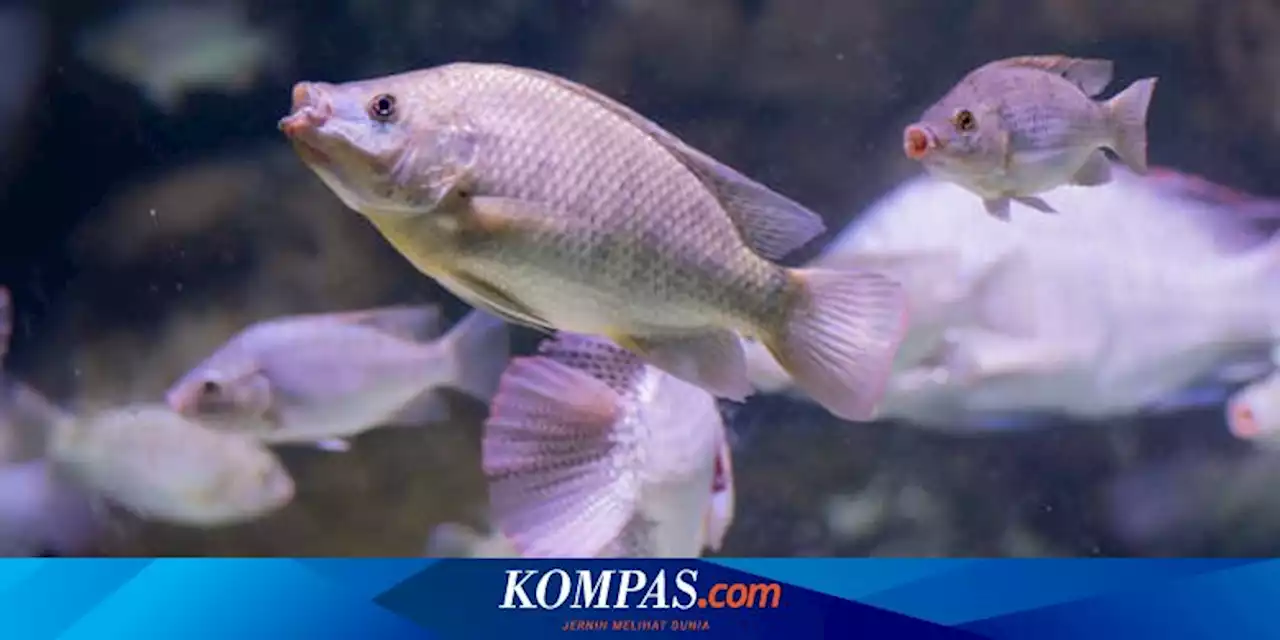 Apakah Ikan Air Asin Bisa Hidup di Air Tawar?