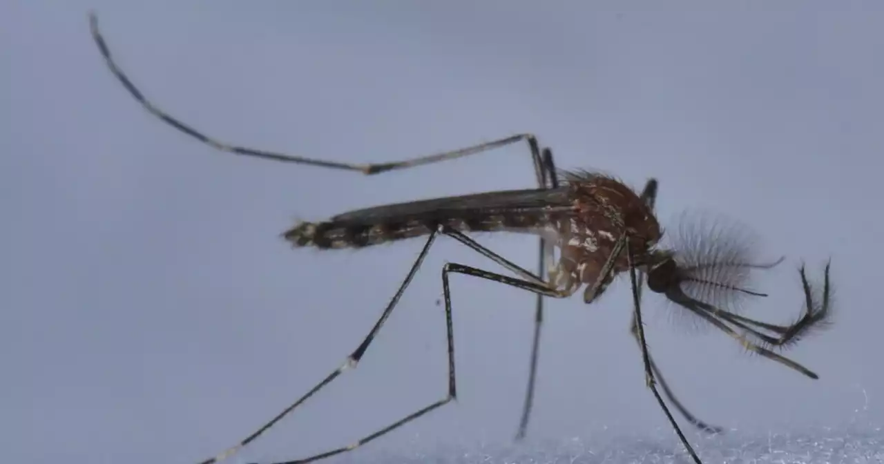 How To Ward Off Mosquitoes — Or At Least Try (And Other Headlines)