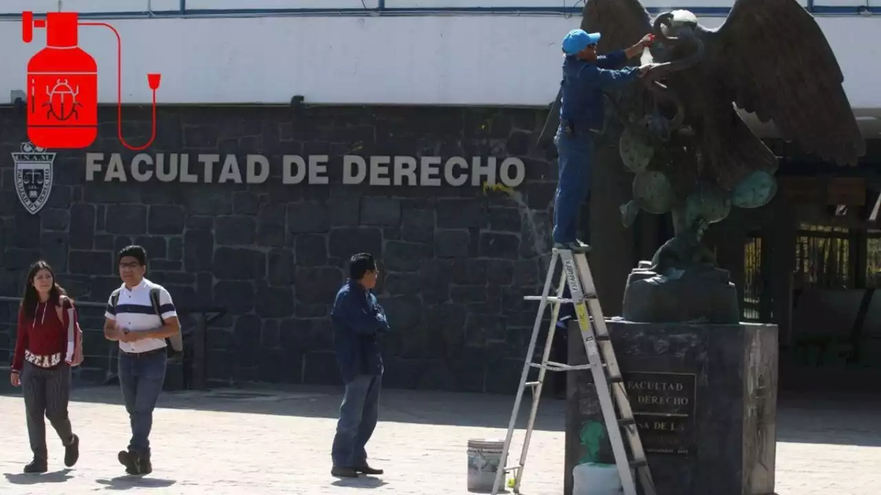 Plaga de chinches en la UNAM: Facultad de Derecho adelanta fumigación