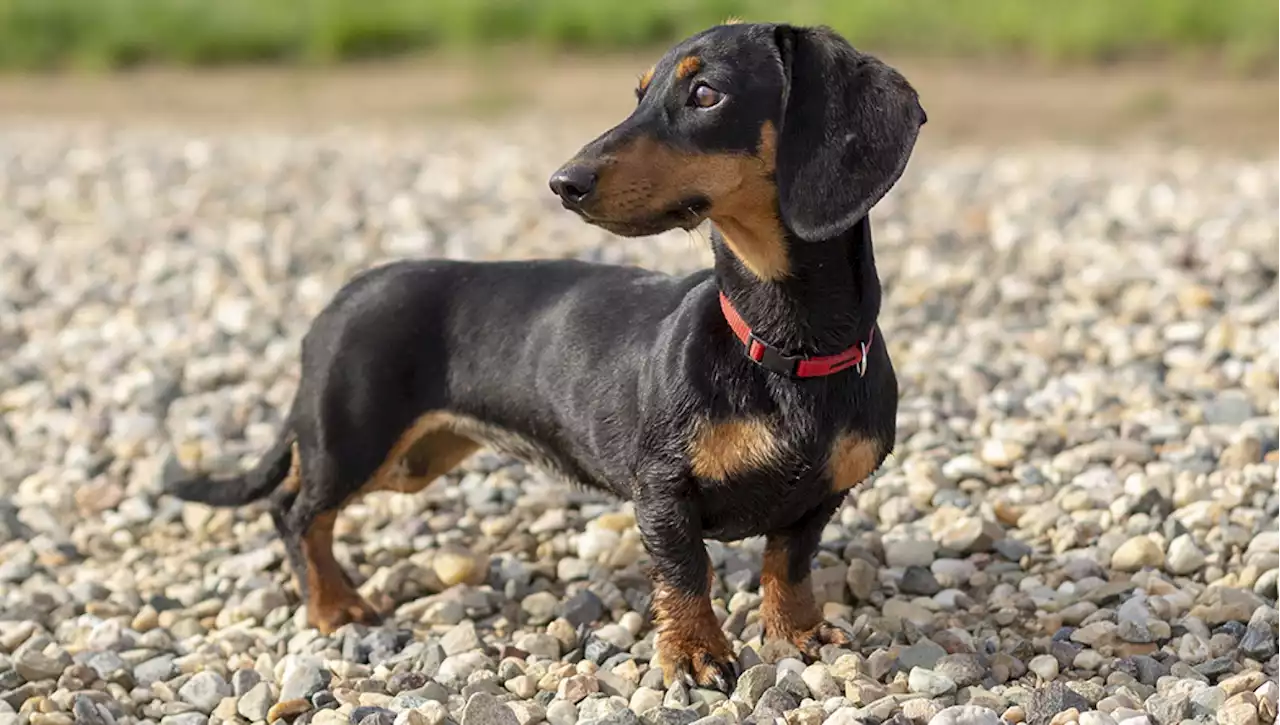 La passeggiata col cane rischia di trasformarsi in una tragedia dopo aver pescato una palla che galleggiava sul mare