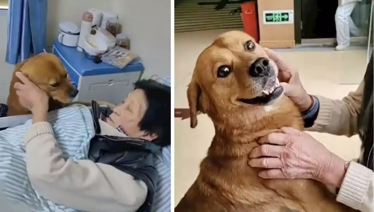 Ogni giorno un cane visita la proprietaria ricoverata in ospedale, la forza dell'amore nei momenti di difficoltà