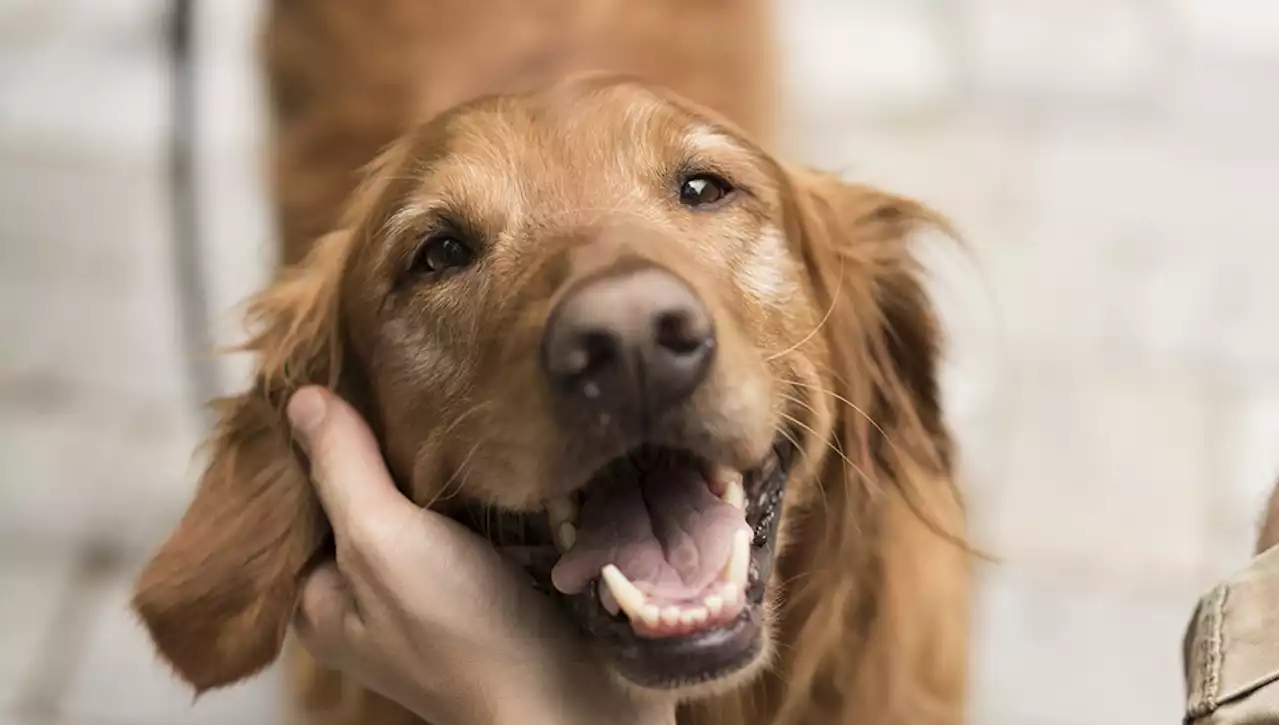 Quanto conosci il tuo cane? Fai il test