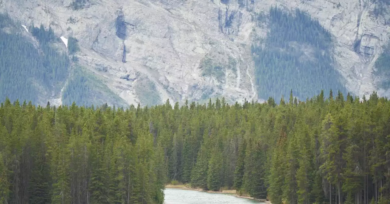 Grizzly bear kills couple in Canada's Banff National Park