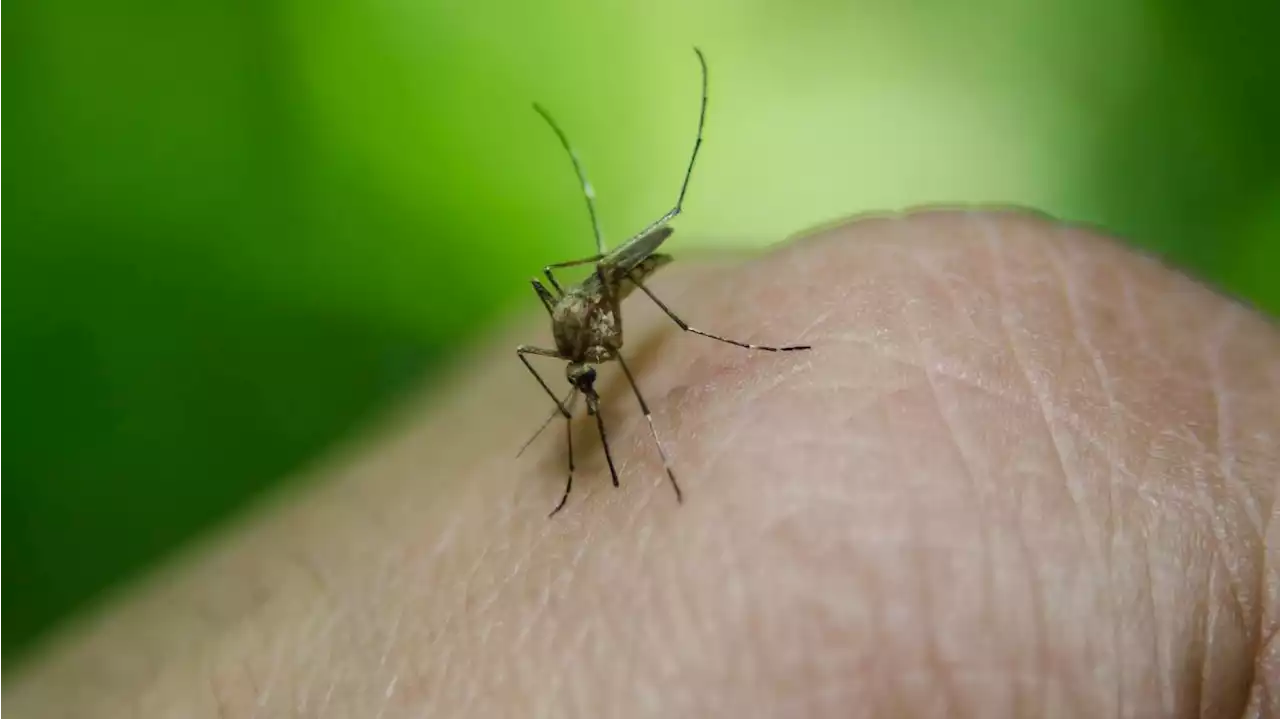 Moustiques : pourquoisont-ils toujours là en octobre, vont-ils bientôt être présents toute l’année ?