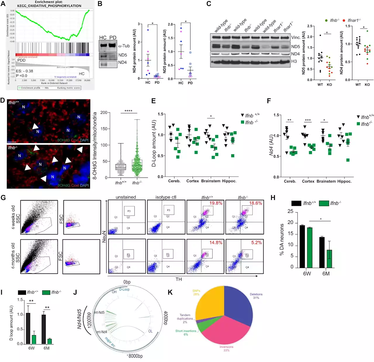 Researchers find mitochondrial DNA damage triggers spread of Parkinson's disease-like pathology