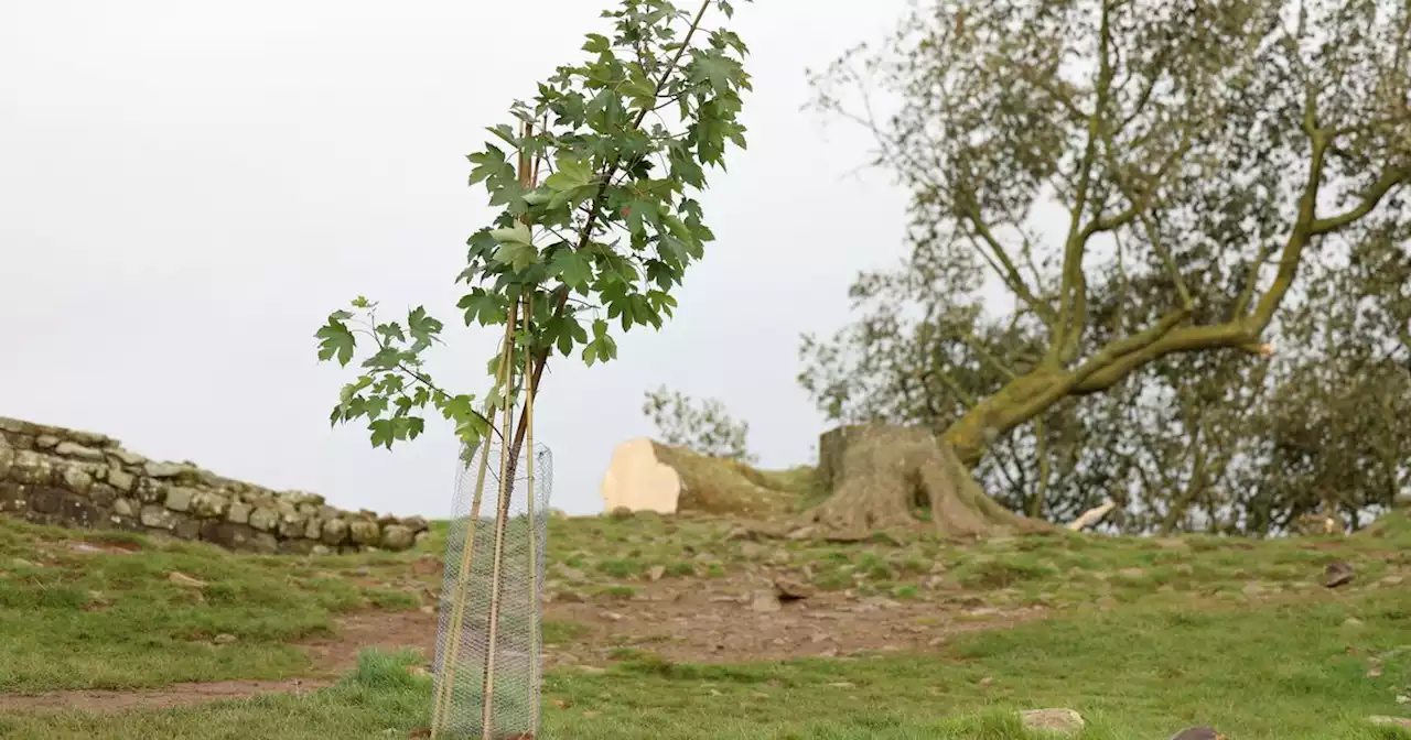 Man 'devastated' as National Trust dig up sapling he planted by Sycamore Gap