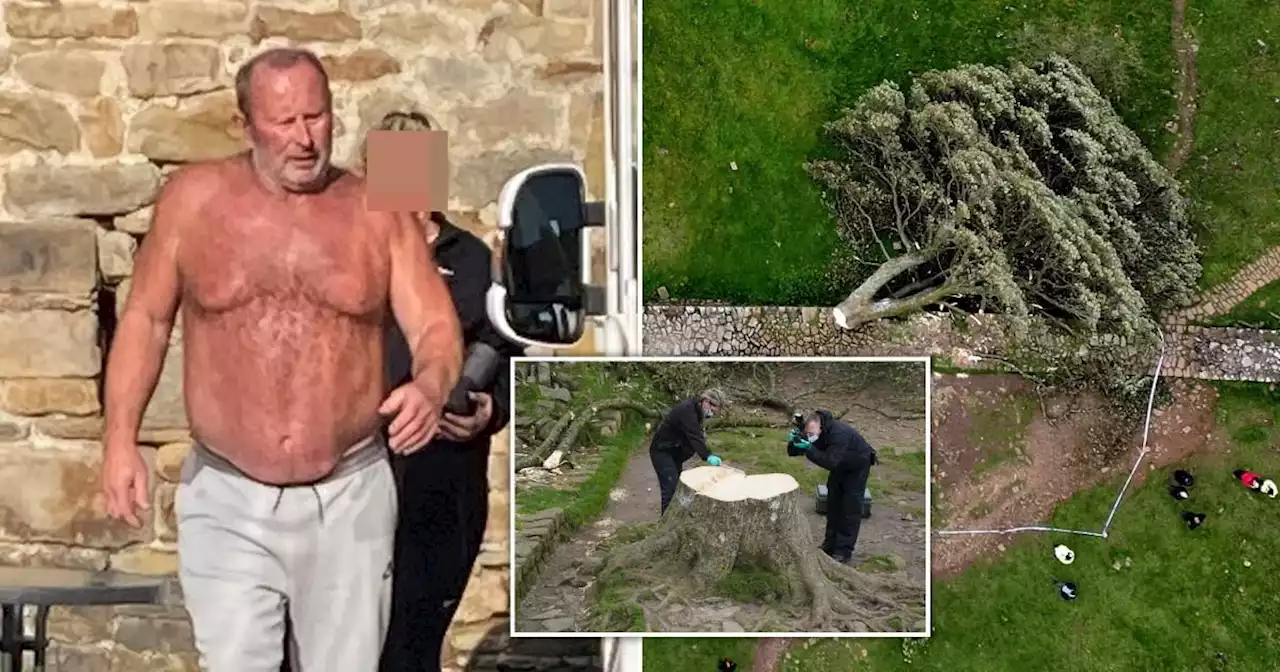 Man accused of chopping down iconic Sycamore Gap tree released by police