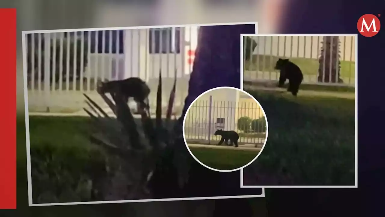 Captan a osezno en instalaciones de Parque Industrial de Apodaca, NL