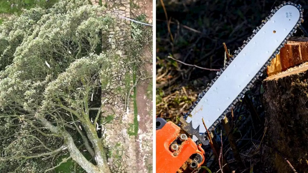 ‘Giant chainsaw’ found as police investigate 300y/o tree felling