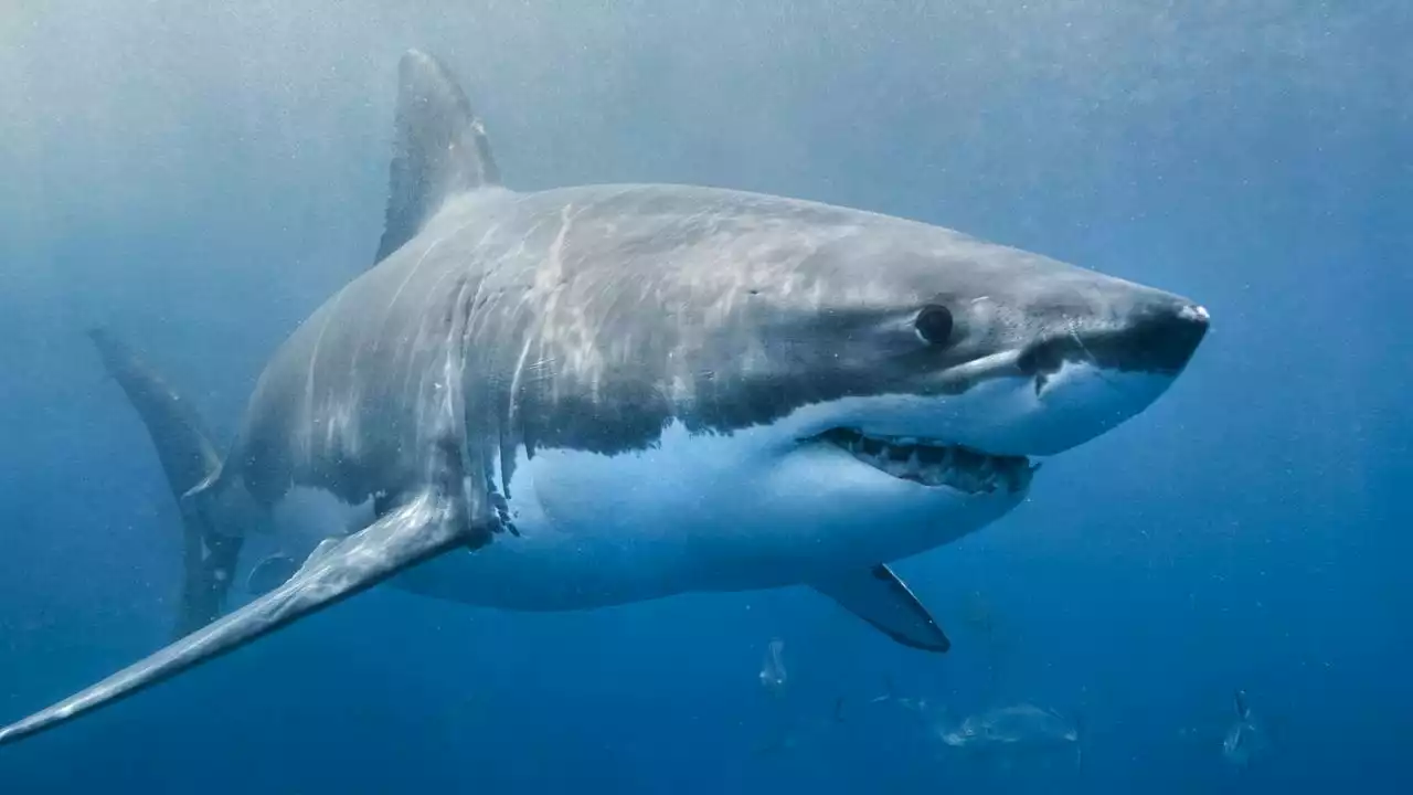 Horror as woman attacked by shark