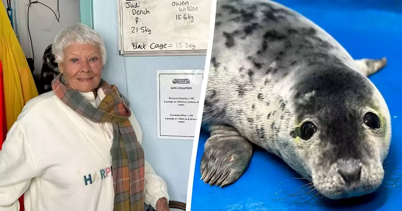 Seal pup named after Dame Judi Dench as she turns up at sanctuary