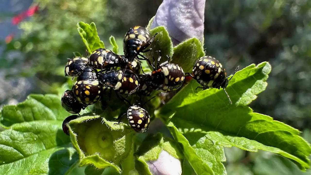 Neuer invasiver Schädling im Südwesten: Die Grüne Reiswanze