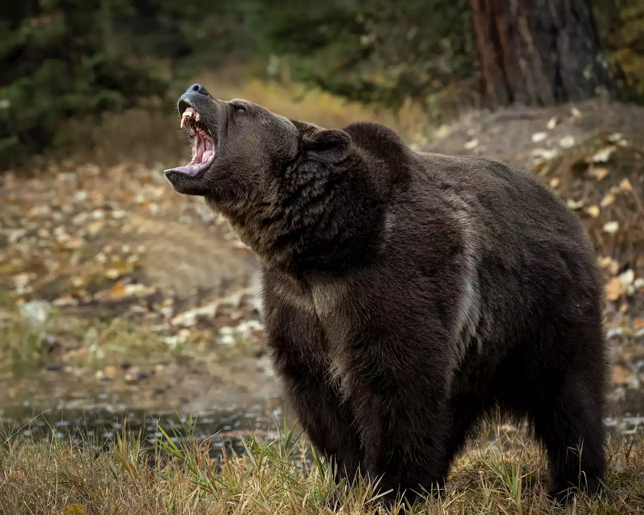 Grizzly bear attacks, kills couple and their dog at Canada’s Banff National Park