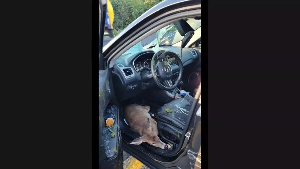 Deer smashes through windshield after dropping from overpass