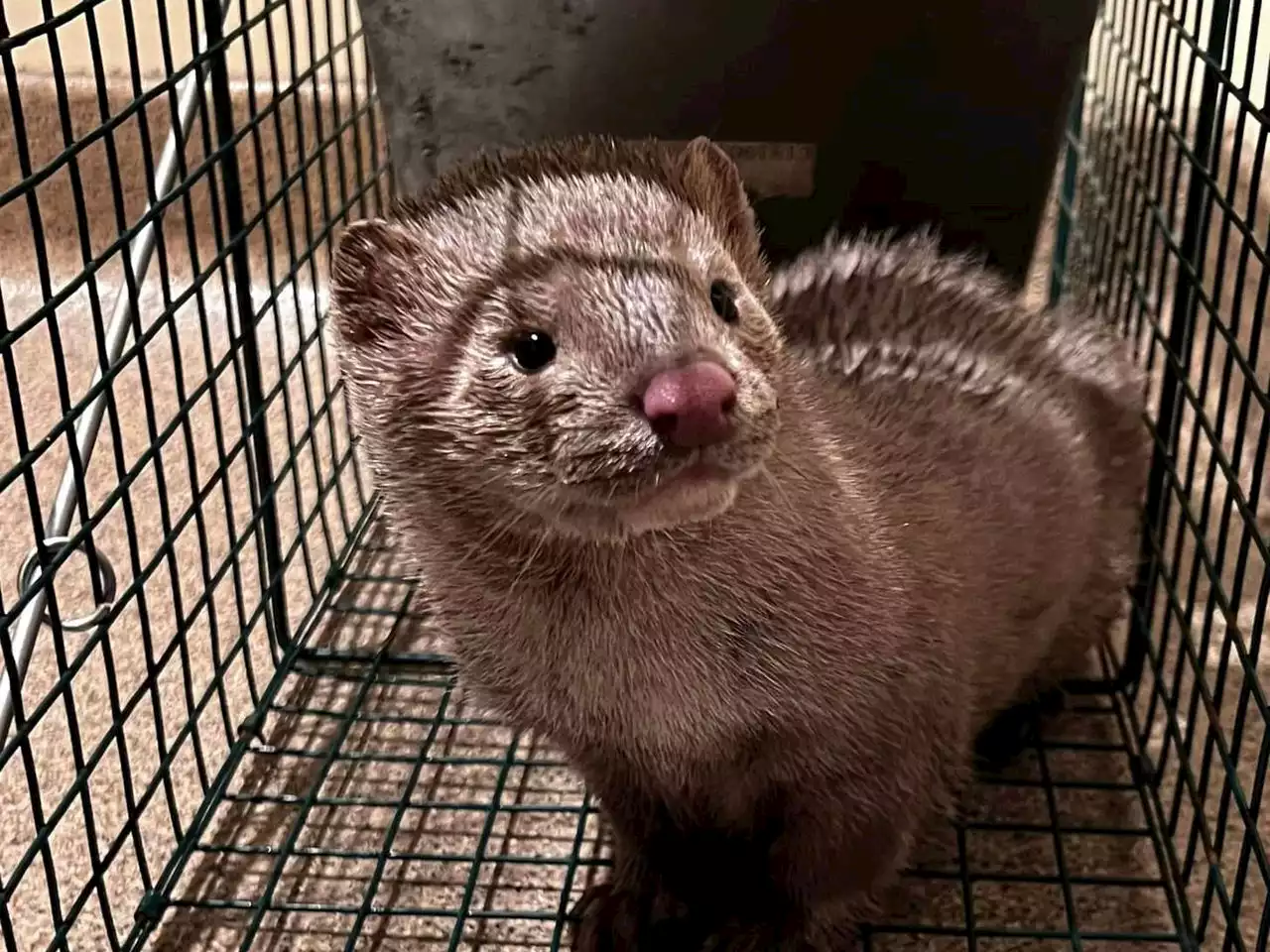 Mink released from Pennsylvania from fur farm are dying in the wild: report