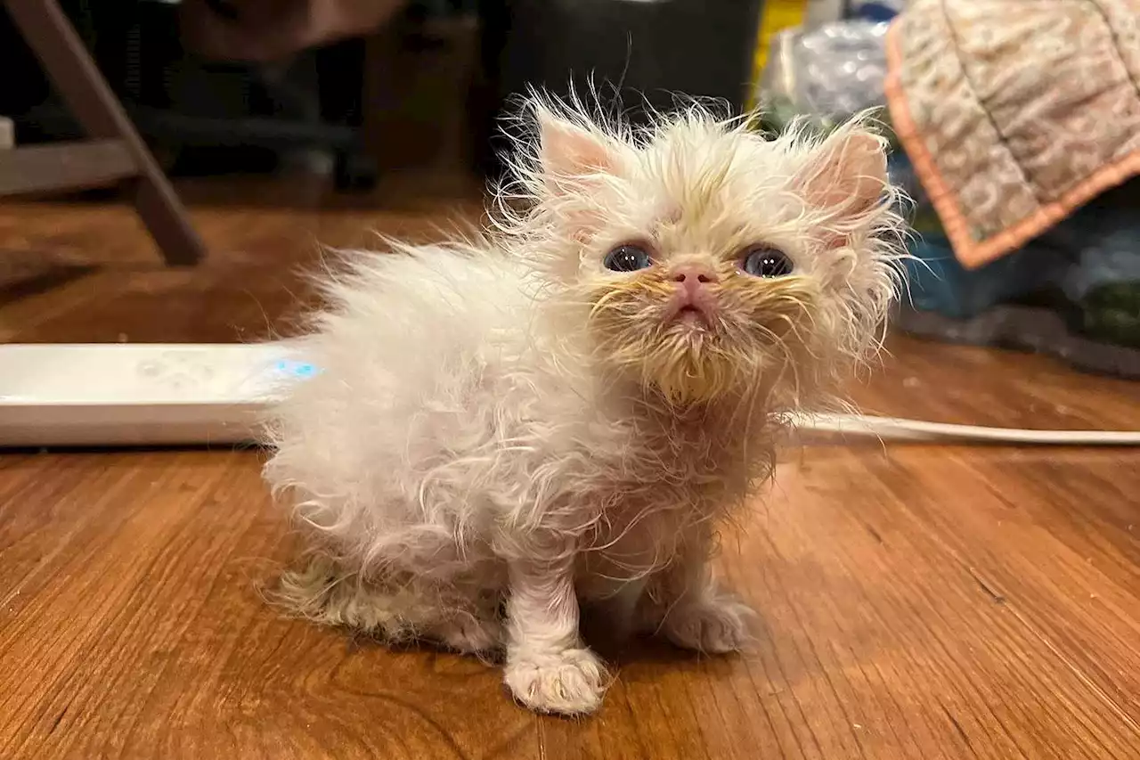 Meet Wisp, the ‘Scrungly’ Persian Kitten Who's Made TikTok Fall in Love (Exclusive)