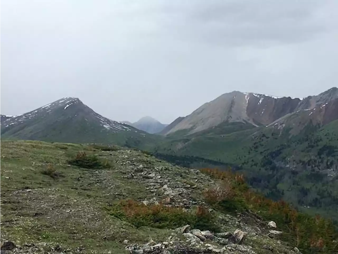 Grizzly bear attacks rare, but a risk in wilderness, experts say after Banff deaths