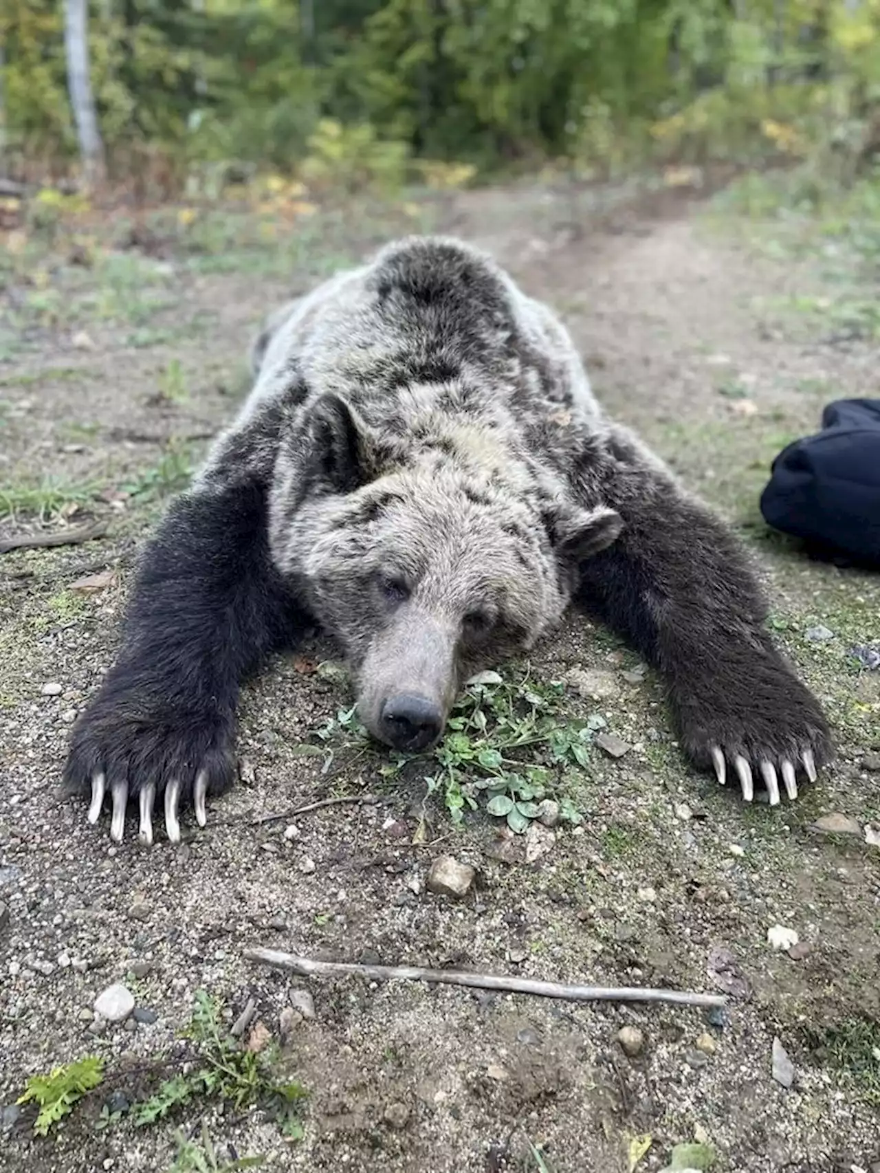 Grizzly sow, two older cubs trapped and relocated after moving into Nelson, B.C.