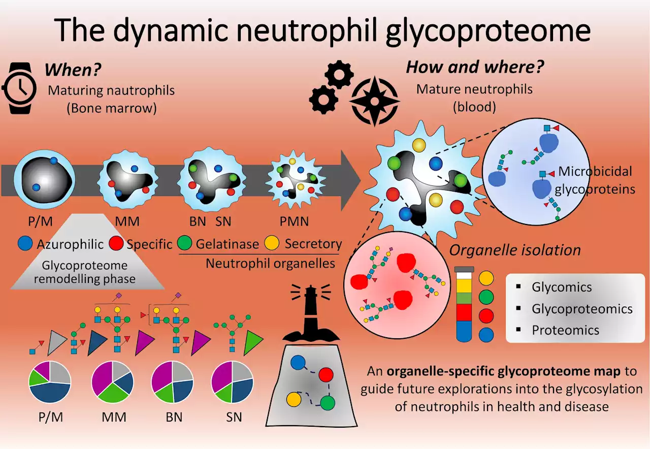 Immune cell map reveals origin of subcellular response to microbes