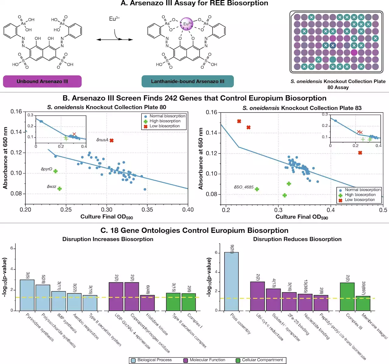 Metal-loving microbes offer a green way to refine rare earth elements