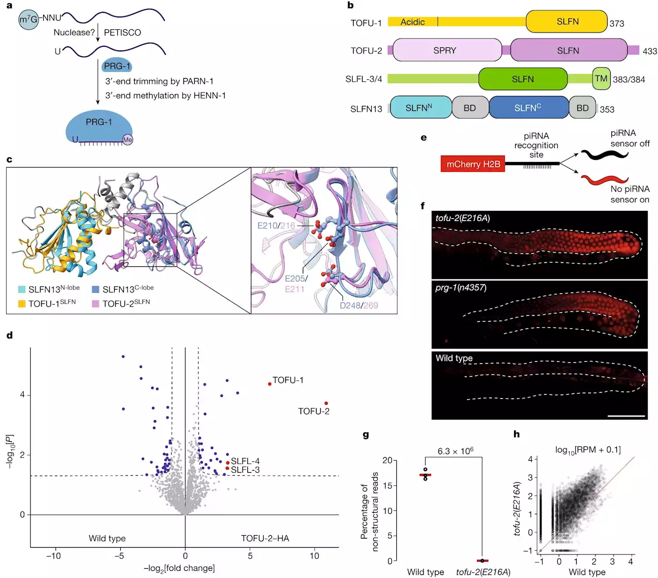 Scientists discover a new enzyme that helps cells fight genomic parasites