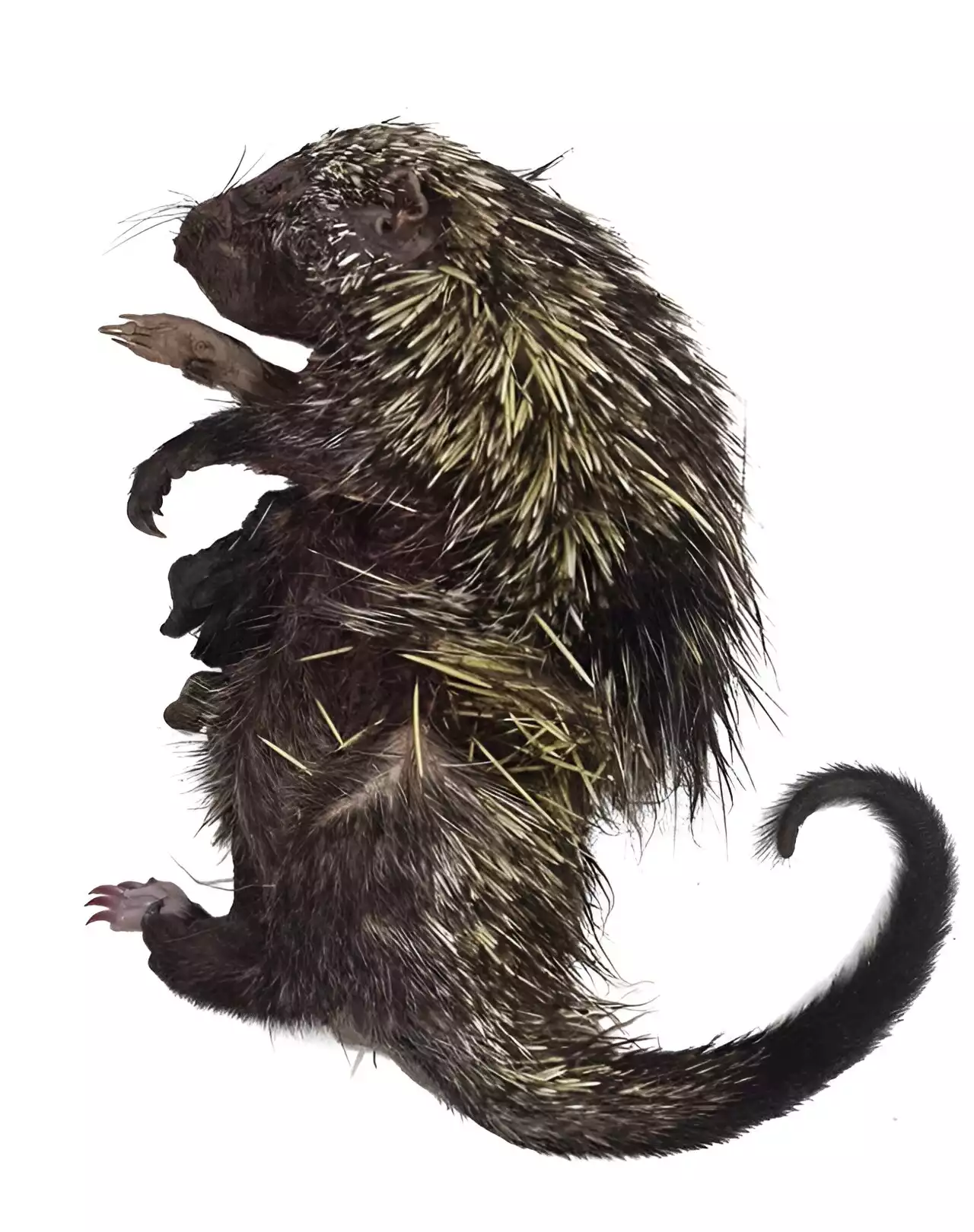 Study on mysterious Amazon porcupine can help its protection