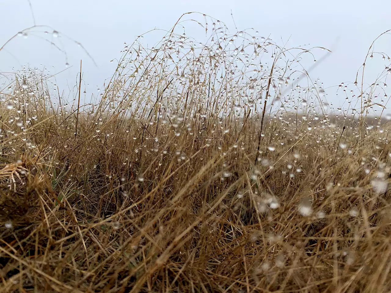 Study sheds new light on how soil viruses behave and interact with bacteria