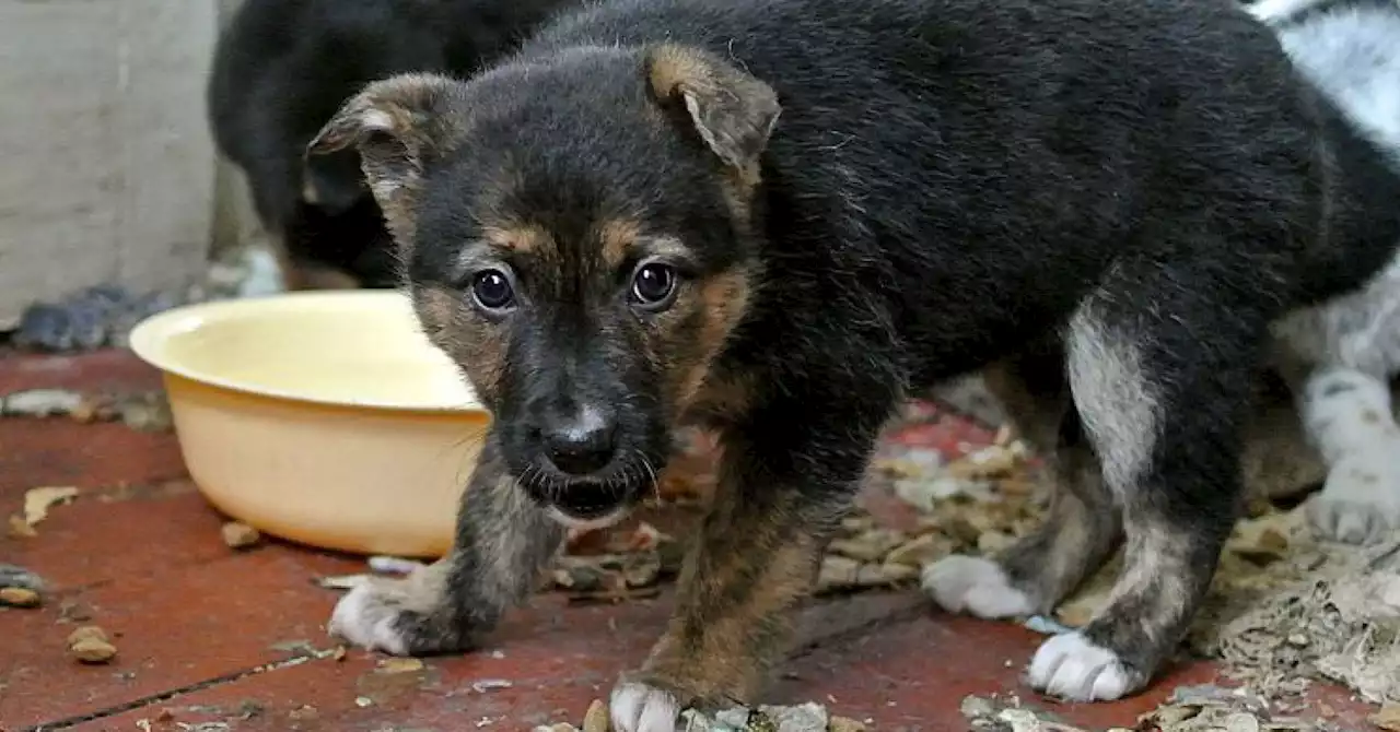The Reality of Animal Hoarding