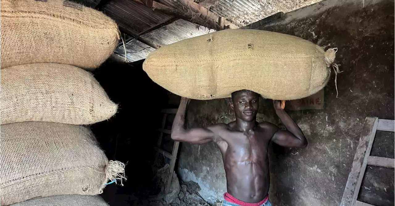 Ivory Coast cocoa sector predicts more smuggling as farmgate price disappoints