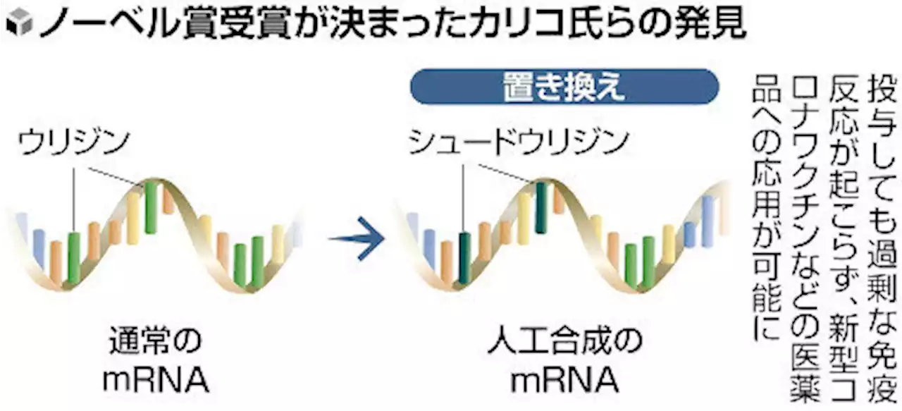 ノーベル生理学・医学賞にカリコ・ワイスマン両氏…ｍＲＮＡ研究でコロナワクチン基盤技術を開発（2023年10月3日）｜BIGLOBEニュース