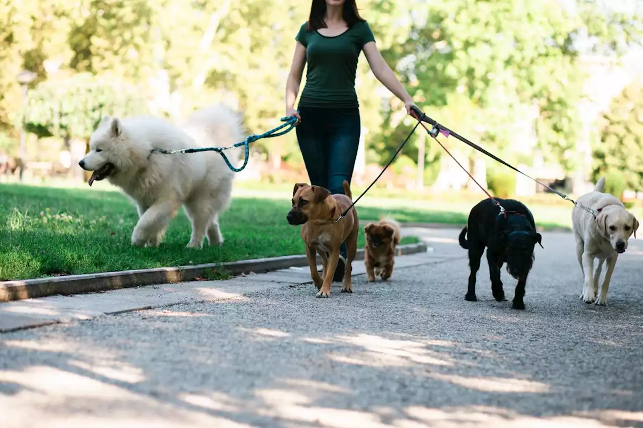 Intégration des animaux de compagnie en milieu urbain : Bordeaux rejoint la Marche nationale le 4 octobre