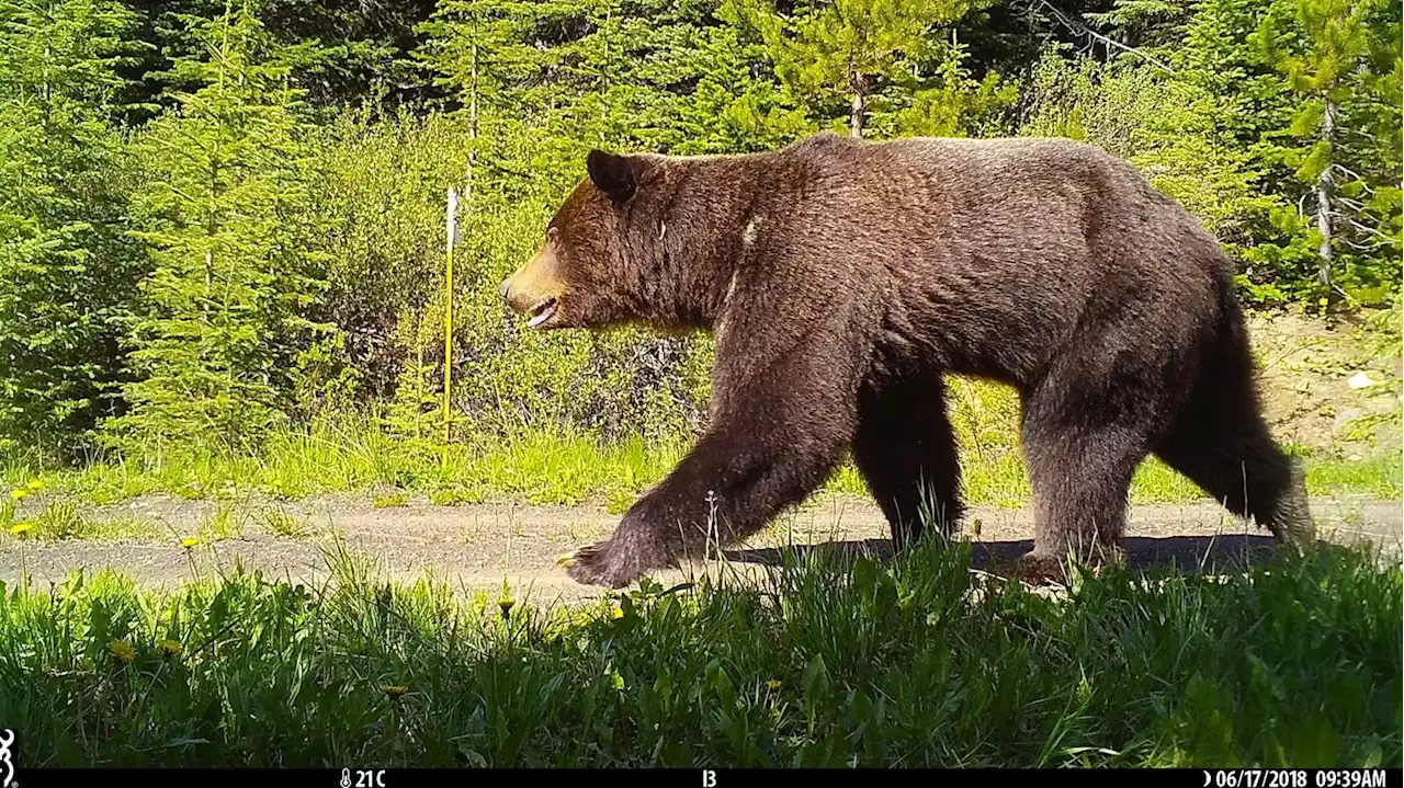 Tragischer Vorfall in Kanada: Grizzly tötet Paar mit Hund