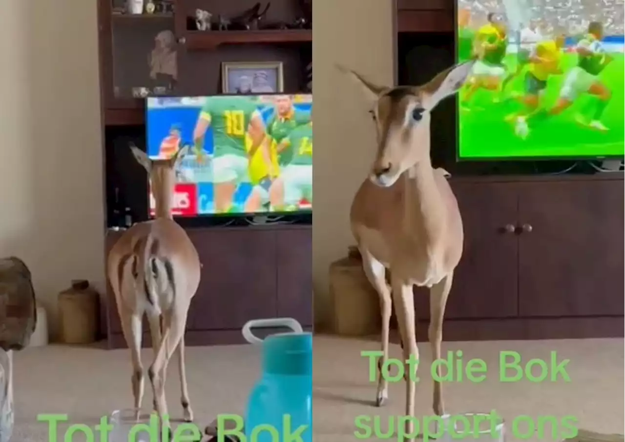 Only in SA: Impala enjoys Springbok match in viral clip [watch]