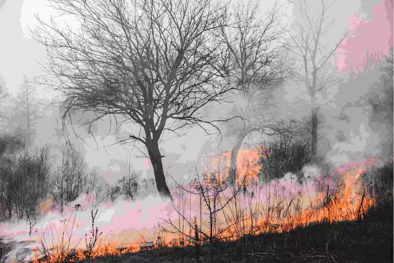 WATCH: Inferno tears through Richards Bay wood in KZN [VIDEO]