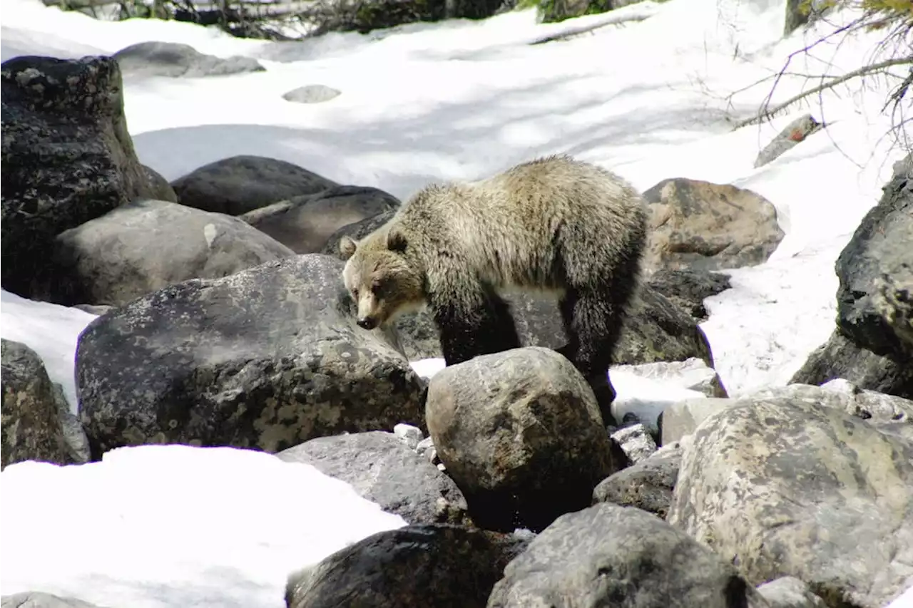 Comment: Don't allow hunting of grizzly bears to resume