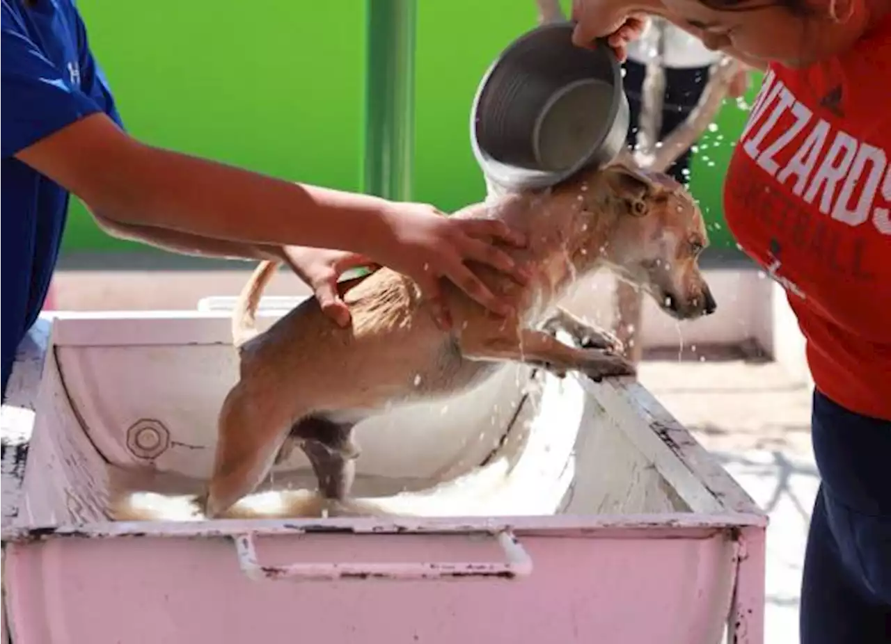 Refuerza Saltillo campaña contra las garrapatas ¡lleve a su mascota!