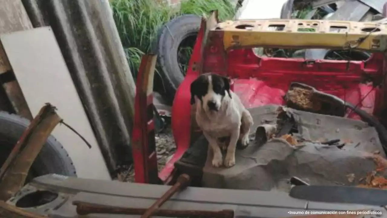 Dos personas fueron imputadas por presunta negligencia con sus mascotas